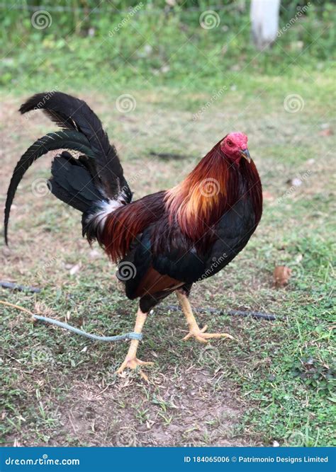 The Gamefowl Rooster Royalty Free Stock Photography
