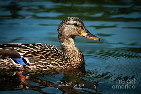 Shes A Cutie Photograph By Dwayne Thornhill Fine Art America