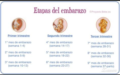 Semanas Cuantos Meses Son BabyCenter