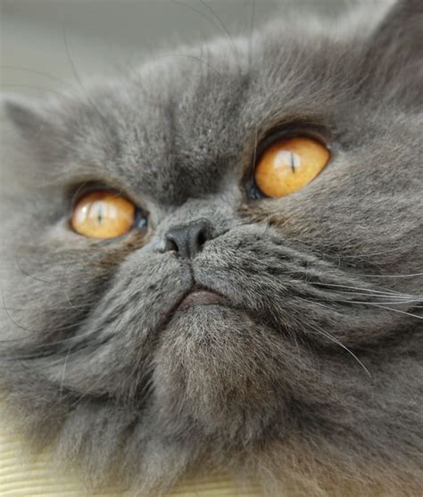 25 Cats With Smushed Faces Momme Cats Grey Cats Pets