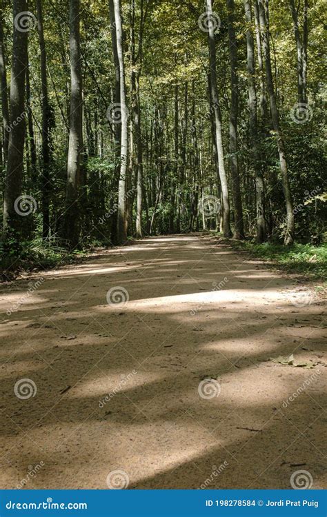 Gravel Sand Path On A Green Forest Landscape Stock Photo Image Of