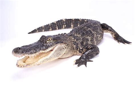 Alligator Facts (A. mississippiensis and A. sinensis)