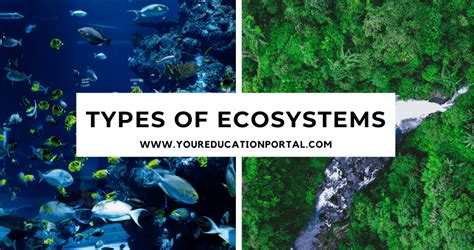 Types Of Ecosystems Structure Type And Characteristics