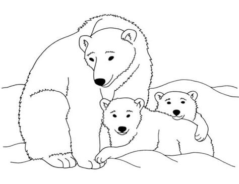 Urso Polar Para Colorir Auroratrend