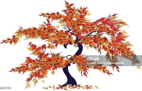 Japanese Maple Tree Stock Illustration Download Image Now Istock