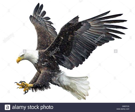 Bald Eagle Flying Attack Hand Draw And Paint Color On White Background