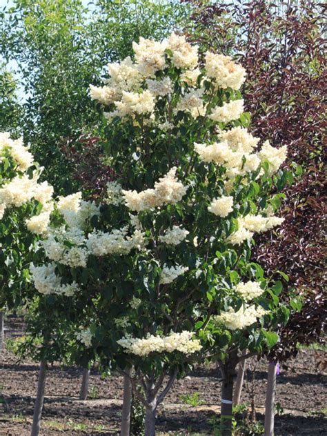 Lilac Ivory Silk Japanese Tree 10 Gallon