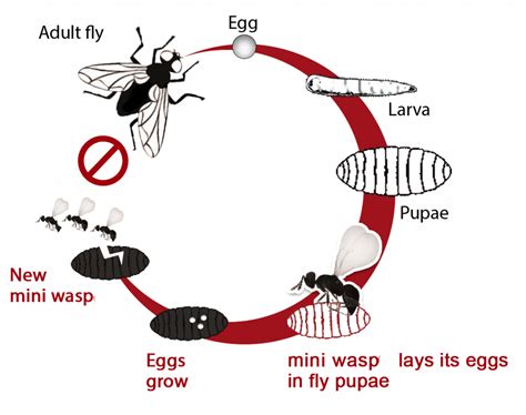 Wasp Life Cycle Uk Whacking Blook Pictures