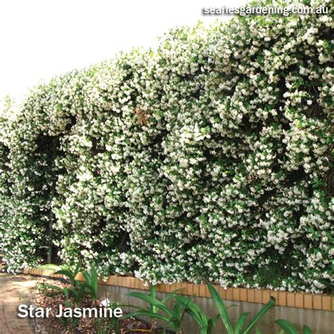 Best Fast Growing Plants For Privacy And Screening Star Jasmine