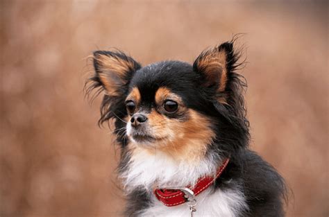 Apple Head Chihuahua Top Facts And Guide Animal Corner