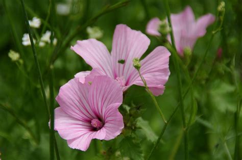 Pink Wildflowers In Green Meadow Free Stock Photo Public Domain Pictures