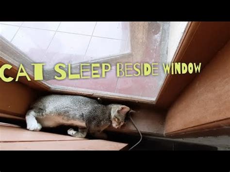 Tidur yang cukup / sumber: GEMEESSSHHH! KUCING TIDUR DI JENDELA, KALAU BISA TIDUR ...