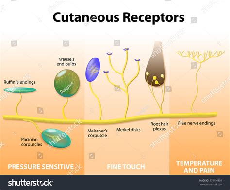Cutaneous Receptors Sensory Receptors Human Skin Stock Vector Royalty