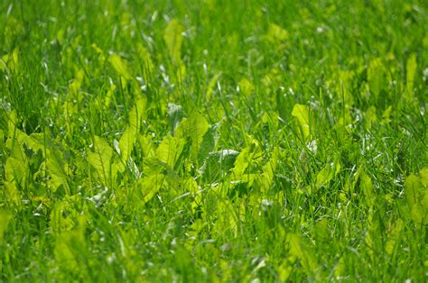 Free Images Nature Plant Field Lawn Meadow Prairie Sunlight