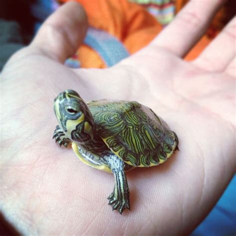 Say Hello To Hank Imgur Baby Turtles Pet Turtle Turtle