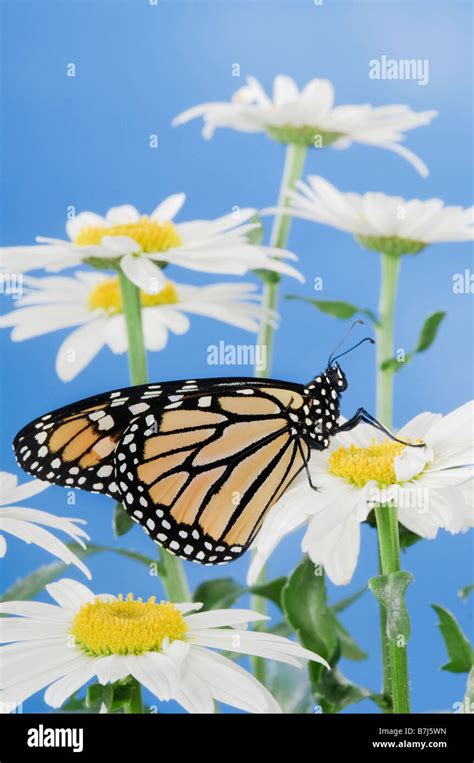 Monarch Butterfly In Daisies Stock Photo Alamy