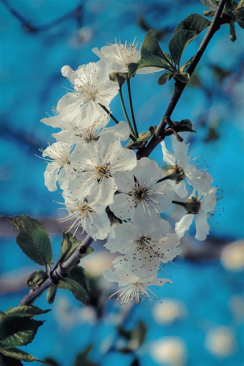 Flowers Bloom Spring Branch Petals Hd Phone Wallpaper Peakpx