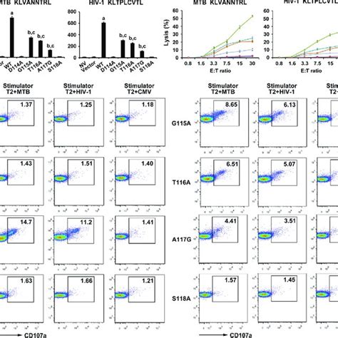 Cd69 Expression Of Wt And Variant T Cell Receptor Tcr Transduced