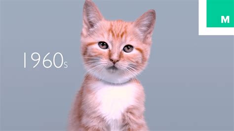 This cat years infographic will help you calculate your felines real age and we're sure you will be in for a surprise. 100 Years of Kitten Beauty in 60 Seconds - YouTube