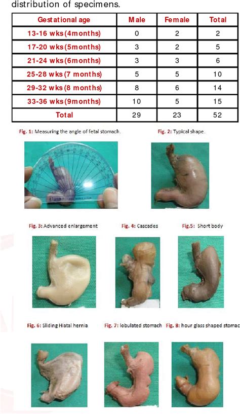 Table 1 From Gestational Age Wise And Sex Wise Morphology Of Human