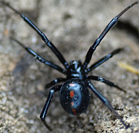 Spider Latrodectus Mactans Bugguidenet