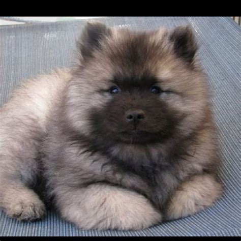 Keeshond Puppy Looks Just Like My Dutch When I Was A