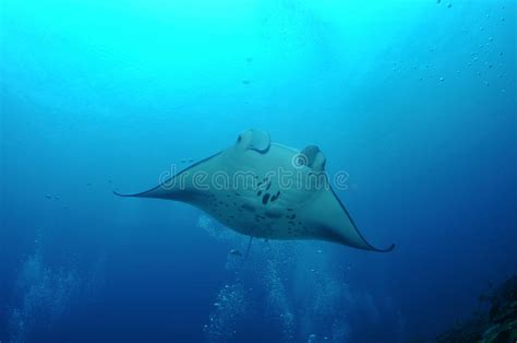 Manta Ray Floating Underwater Stock Photo Image Of Black Life 38541158