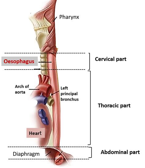 Oesophagus Sites Of Constrictions Arterial Supply And Venous