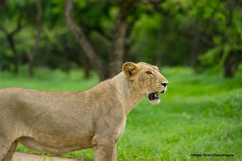 See The Last Asiatic Lions In The World The Lions Of Gir