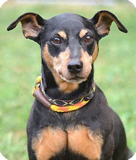 Thinking of adopting a cat? Linden, NJ - Manchester Terrier. Meet DEXTER a Pet for ...