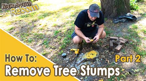 Diy Easiest And Cheapest Tree Stump Removal 3 Month Update Youtube