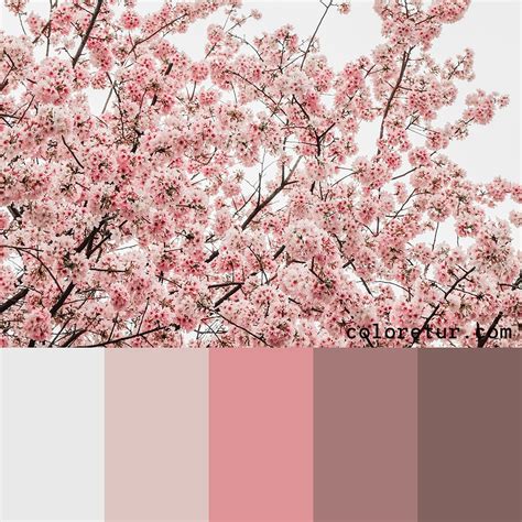The Most Beautiful Cherry Blossom Tree Inspired This Colour Palette Of