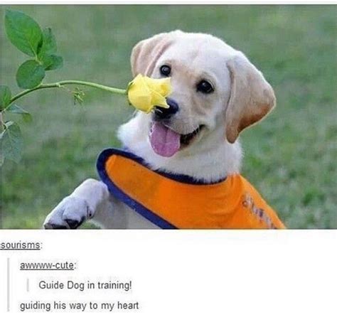 Guide Pup Stops To Smell The Roses Cute Little Animals Cute Funny