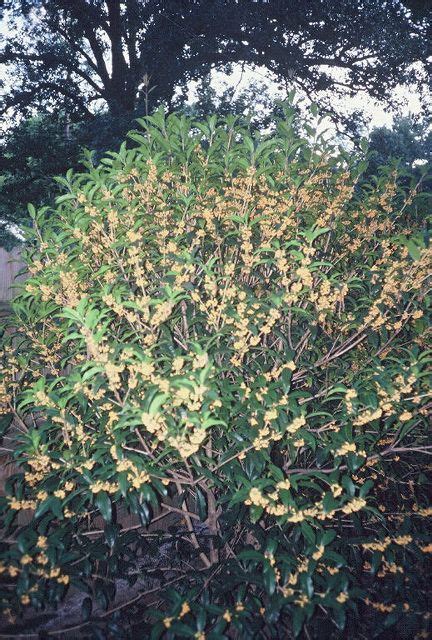 Osmanthus Fragrans Aurantiacus Orange Flowered Fragrant Tea Olive From