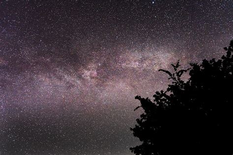 Silhouette Of Tree Under Starry Night Sky Hd Wallpaper Peakpx
