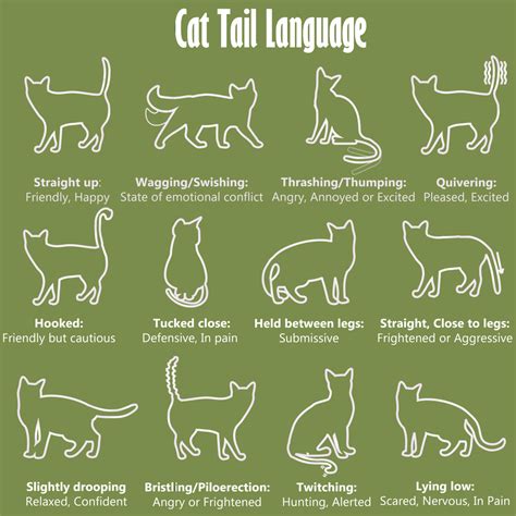 Cat Body Language Tail Chart