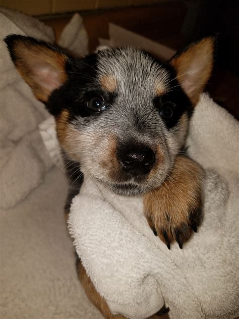View this photo on instagram instagram: Austrailian Blue Heeler Puppies For Sale | Grafton, OH #264804