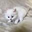 Ragdoll Kittens Available For Sale Now  Petclassifiedscom