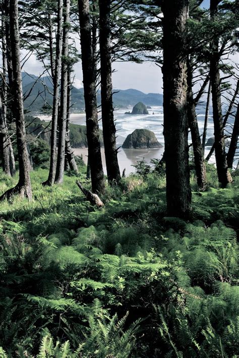 Coastal Forest Outside Shelter Bay Oregon Coast Picture Tree Forest