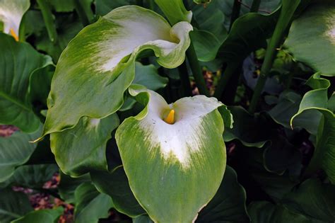 Zantedeschia Aethiopica Araceae