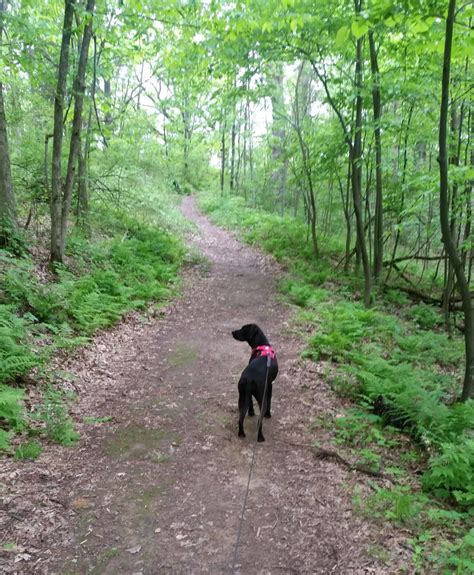 5 Best Dog-Friendly Hiking Trails in La Crosse, WI - Pawsitively Intrepid