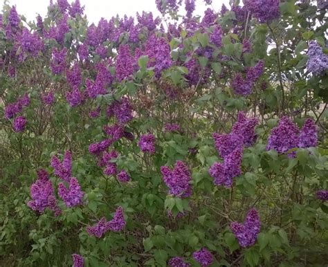 Common Purple Lilac Plants From Gardenland Usa Improve Your Environment