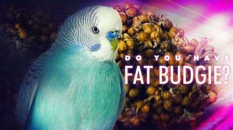 Do You Have Fat Budgie Youtube
