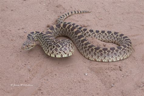 Bullsnake Photo Jim Arterburn Photos At