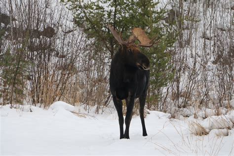 Isle Royale Moose Getting Smaller Boundary Waters Blog