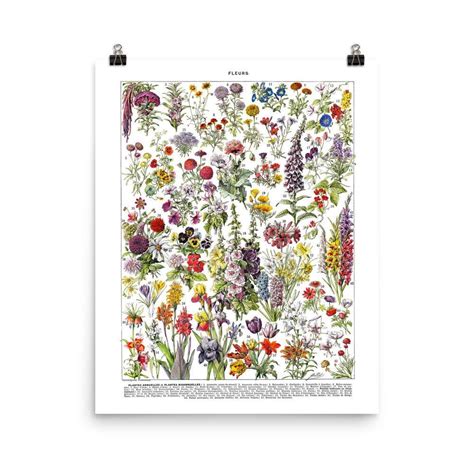 24x36 Large Botanical Poster Of Flowers Vintage Annual Etsy