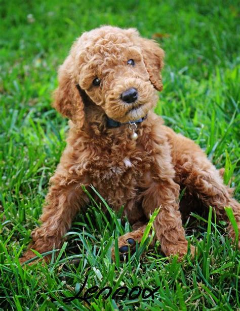 We specialize in red and apricot poodle puppies in varying sizes. 39 best images about Standard Poodle Puppies from SUGAR N ...