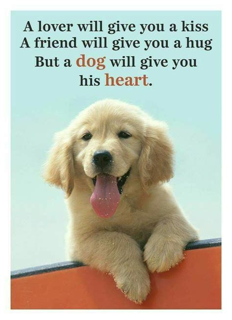 Pin By Mily On I Love My Dog ♥♥ Quotes Baby Dogs Cute Puppies Cute Dogs