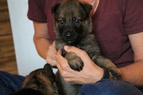 Black german shepherd puppies consider you a member of their pack and will love cuddling, clasping, and holding onto you while playing. Sable German Shepherd Puppies for Sale (2018 Litters) - Hayes Haus