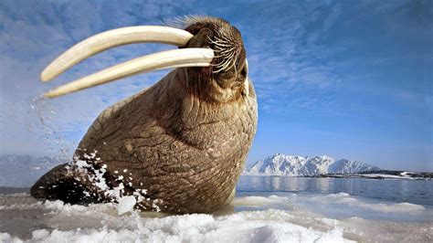 Walrus Arctic Ocean Nature Arctic Animals Walrus Sea Animals
